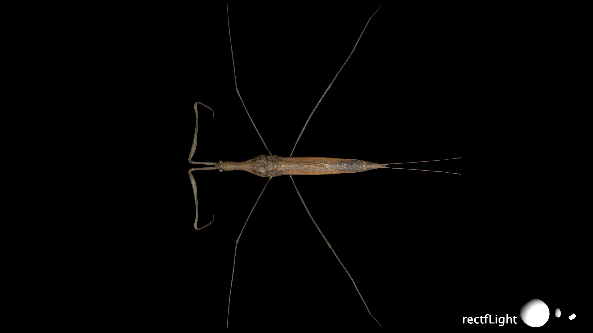 Water Stick Insect 3D Model - TurboSquid 2407509