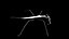 Water Stick Insect 3D model