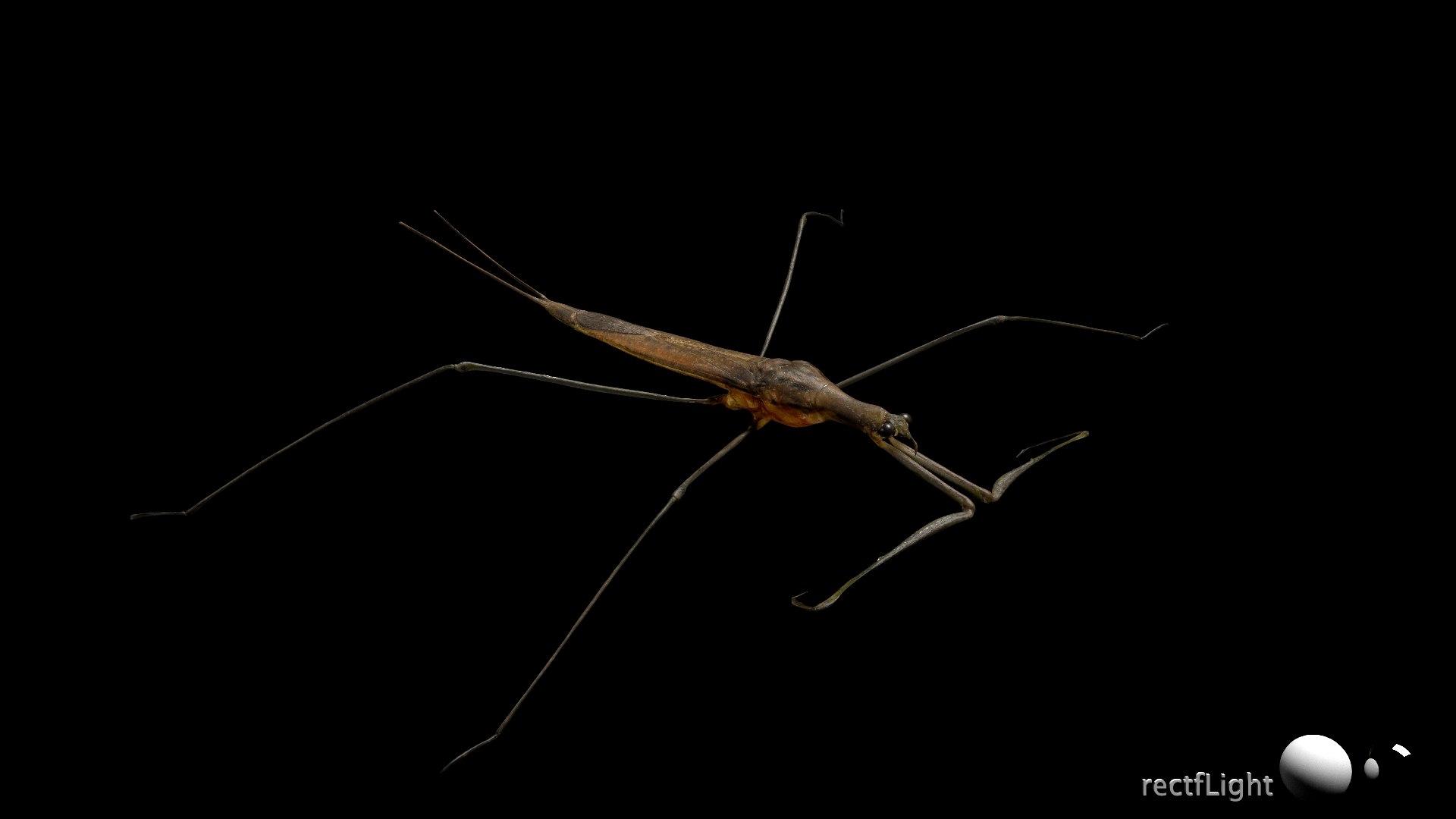 Water Stick Insect 3D Model - TurboSquid 2407509