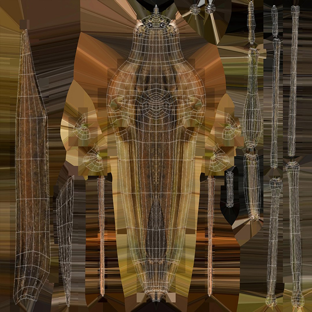 Water Stick Insect 3D Model - TurboSquid 2407509
