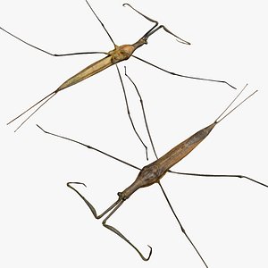 Water Stick Insect
