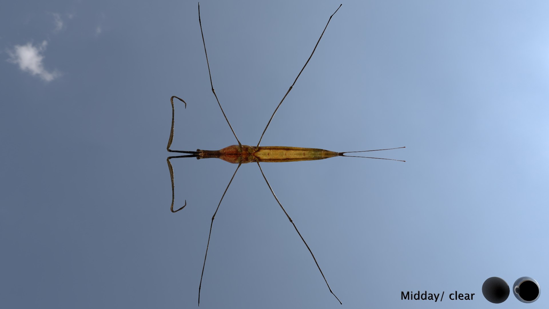 Water Stick Insect 3D Model - TurboSquid 2407509