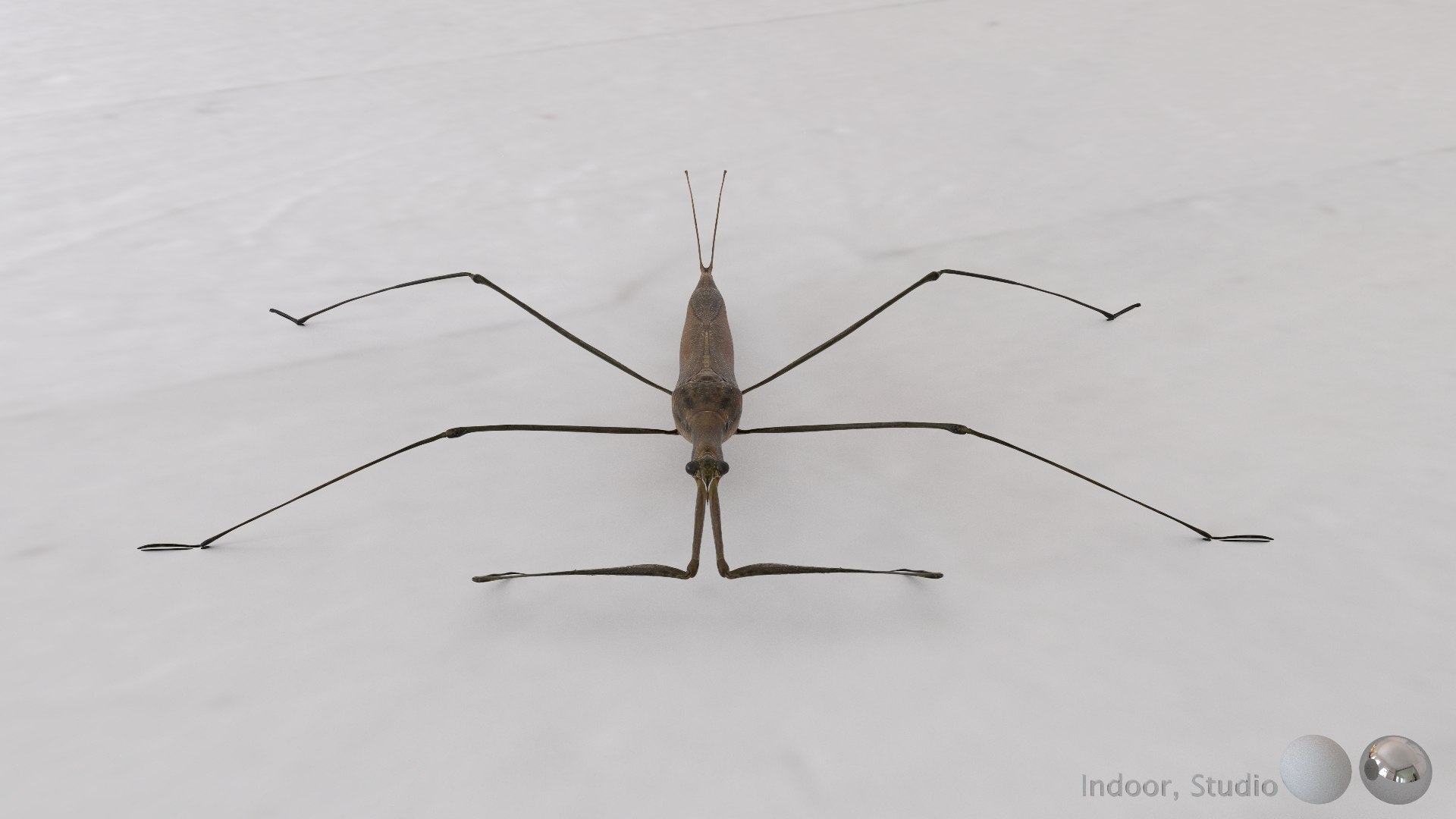 Water Stick Insect 3D Model - TurboSquid 2407509