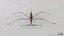 Water Stick Insect 3D model