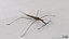 Water Stick Insect 3D model