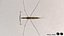 Water Stick Insect 3D model