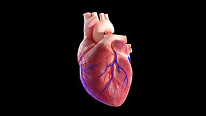 Human heart Low-poly 3D model 3D