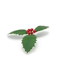 Holly