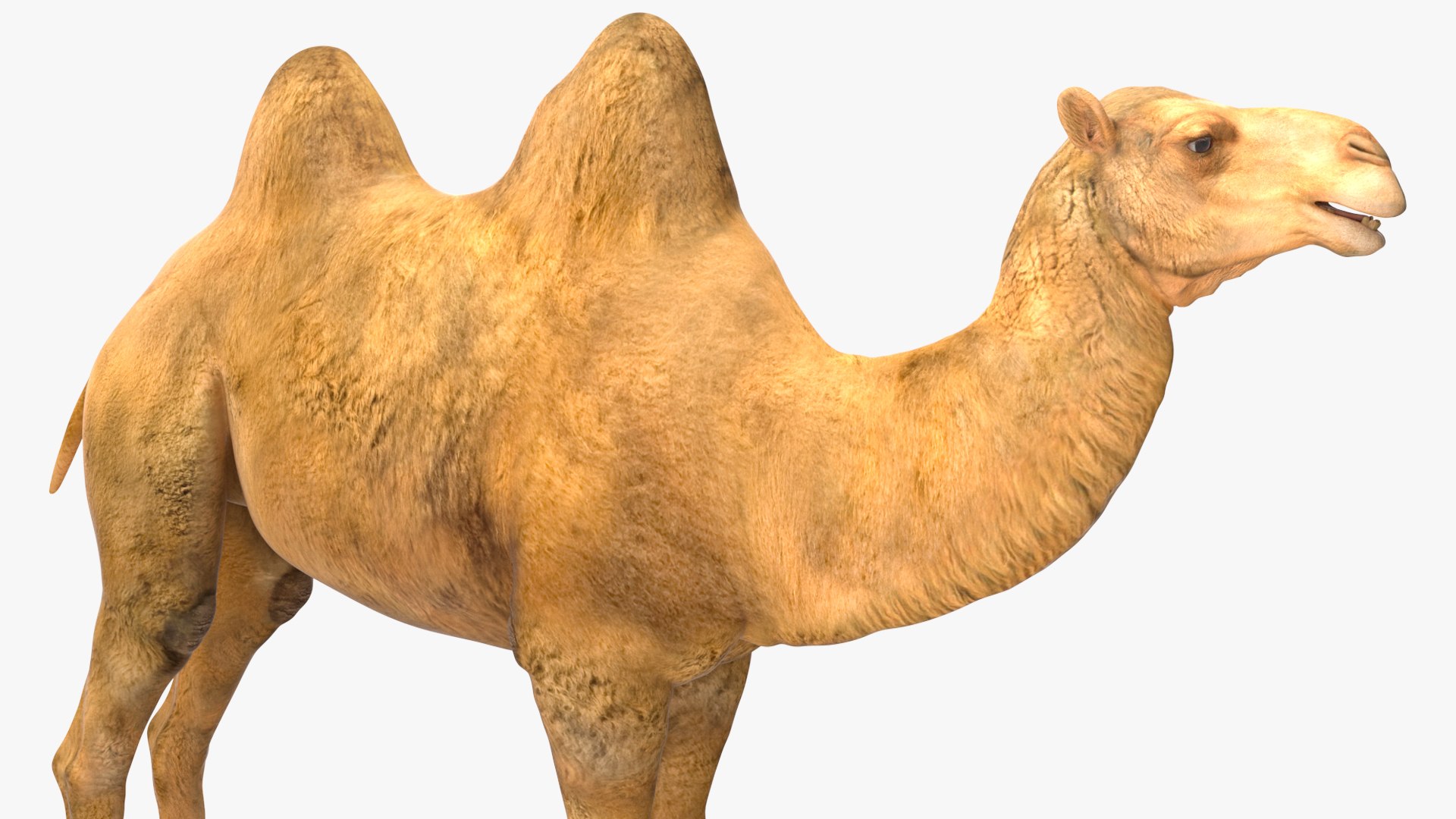 3D Bactrian Camel Rigged model https://p.turbosquid.com/ts-thumb/V3/kmBcoW/Bk/bactriancamelriggedc4dmodel018/jpg/1724746014/1920x1080/fit_q87/96cccfee33c036b0c969915ea3bec23319a0f8b6/bactriancamelriggedc4dmodel018.jpg