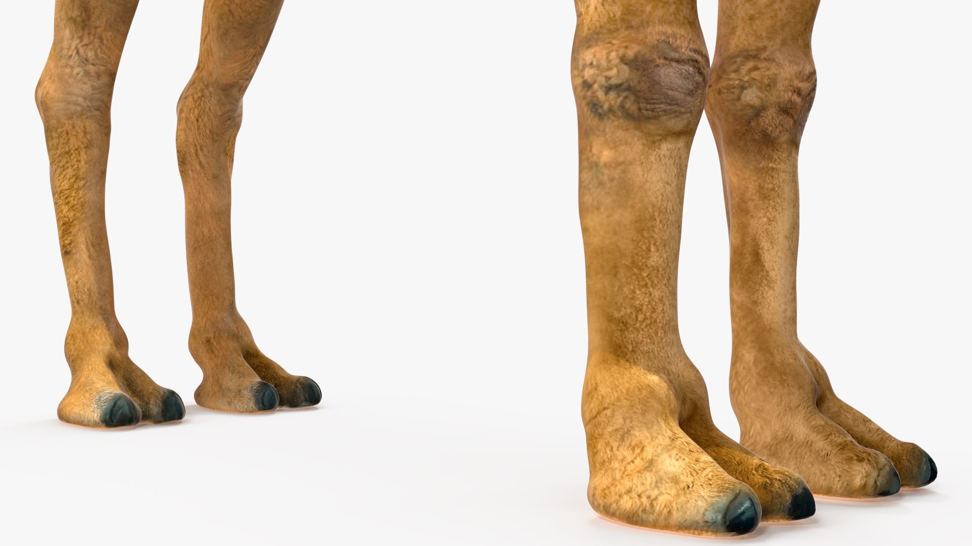 3D Bactrian Camel Rigged model https://p.turbosquid.com/ts-thumb/V3/kmBcoW/Fo/bactriancamelriggedc4dmodel020/jpg/1724746021/1920x1080/fit_q87/abbd4adac2a993d7d92e183d53c180073881886f/bactriancamelriggedc4dmodel020.jpg