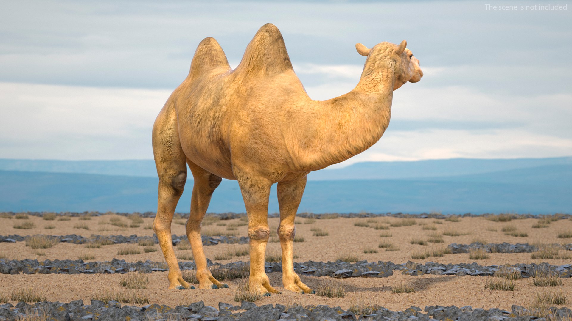 3D Bactrian Camel Rigged model https://p.turbosquid.com/ts-thumb/V3/kmBcoW/Oo/bactriancamelriggedc4dmodel005/jpg/1724745954/1920x1080/fit_q87/aa455c0a3118b1f718f40ecdf2e1522575a2ccfa/bactriancamelriggedc4dmodel005.jpg