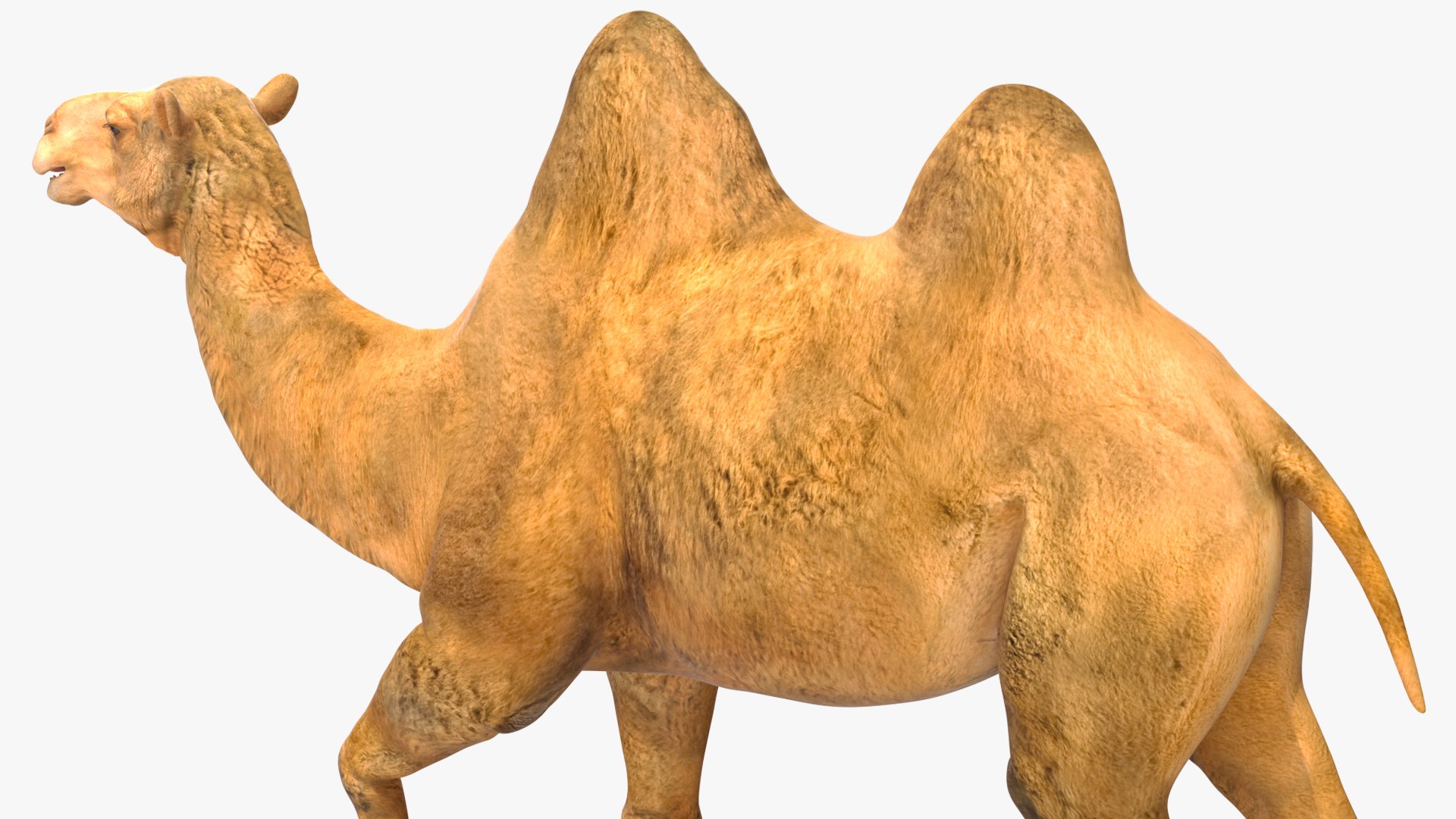 3D Bactrian Camel Rigged model https://p.turbosquid.com/ts-thumb/V3/kmBcoW/PV/bactriancamelriggedc4dmodel019/jpg/1724746017/1920x1080/fit_q87/06323ec1a5ddf54aa8da195e73188a0f2f55c7c5/bactriancamelriggedc4dmodel019.jpg