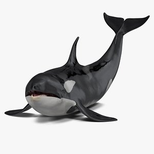 killer whale lies floor 3D model