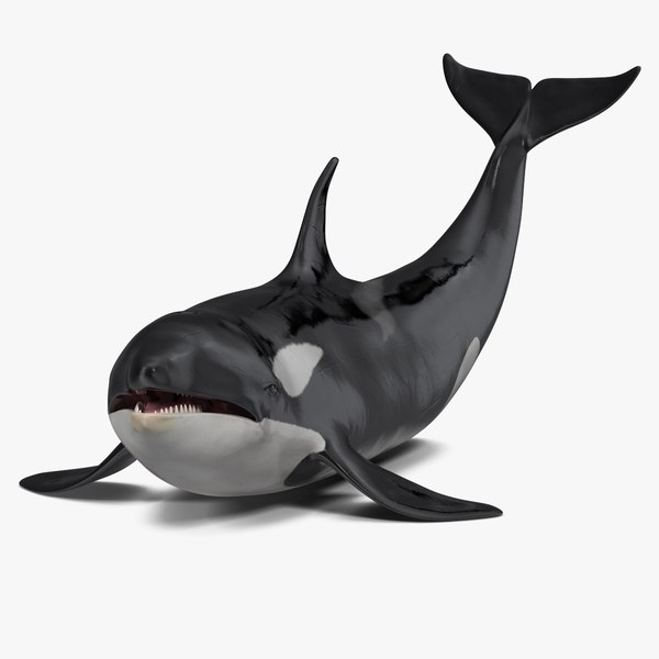 killerwhaleliesonthefloor3dmodel000.jpg