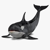 Killer Whale Lies on the Floor 3D Model