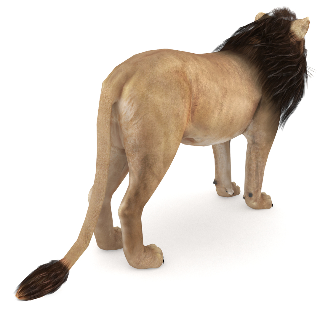 Lion 3D model - TurboSquid 1165115