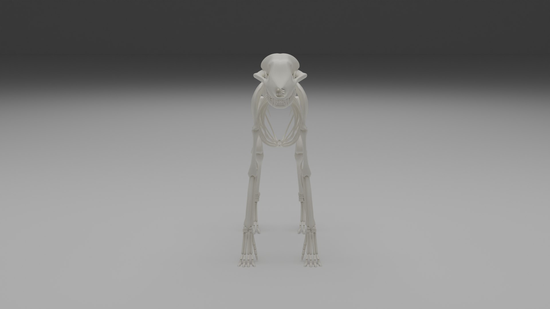 3D Wolf skeleton model https://p.turbosquid.com/ts-thumb/V4/7J60bO/Ka/0015/png/1643607223/1920x1080/fit_q87/daf06239311b0646c0f9b6feb2bfbb6f7d2d5307/0015.jpg