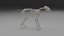 Wolf Skeleton