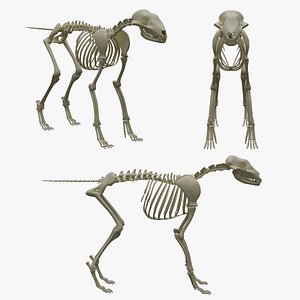 Free Blender Skeleton Models | TurboSquid