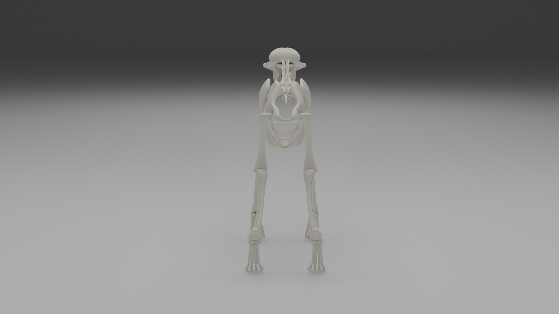 3D Wolf skeleton model https://p.turbosquid.com/ts-thumb/V4/7J60bO/iz/0005/png/1643607447/1920x1080/fit_q87/224e7ca453578b7d7f9b7a9e3840b7e205ddf740/0005.jpg