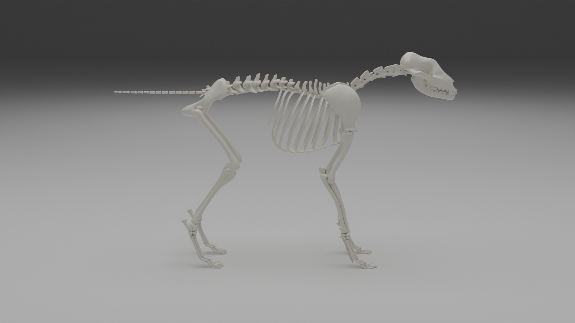 3D Wolf Skeleton Model - TurboSquid 1847717