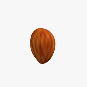free almond kernel 3d model