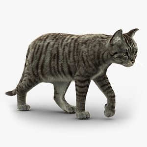 Cat (2) (Mackerel Tabby) (FUR)