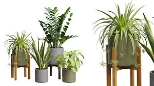 Indoor Plants Pack 36 3D model