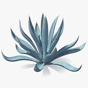 3D agave tequilana blue plant model