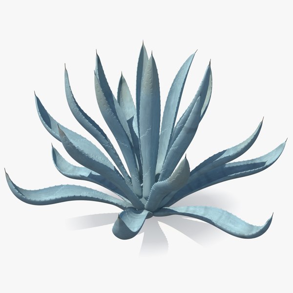 3D agave tequilana blue plant model