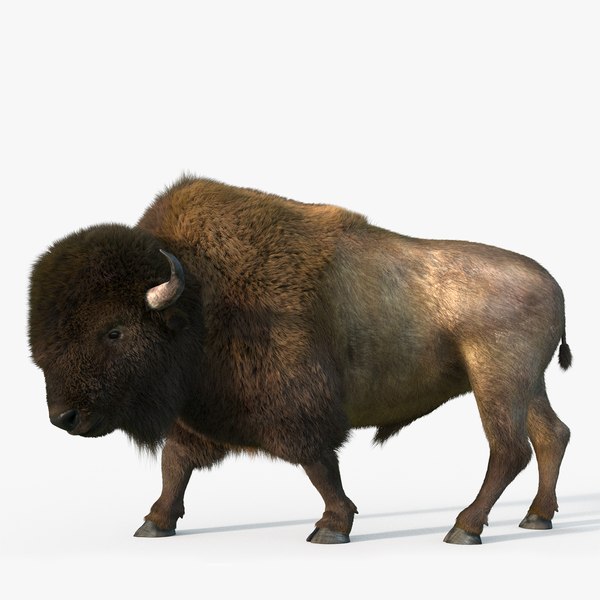 modelo 3d Bison Fur Rigged - TurboSquid 1296663