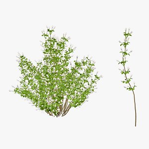 Baccharis Flower 3d Model model