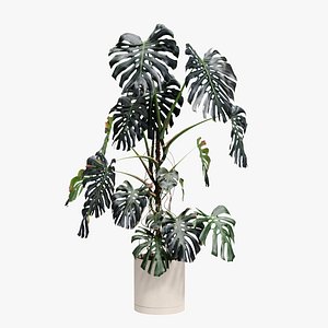 245cm Accurate High-poly Monstera Deliciosa in pot 3D model 3D model 3D