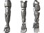 Anatomia della mano robotica