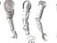 Anatomia della mano robotica