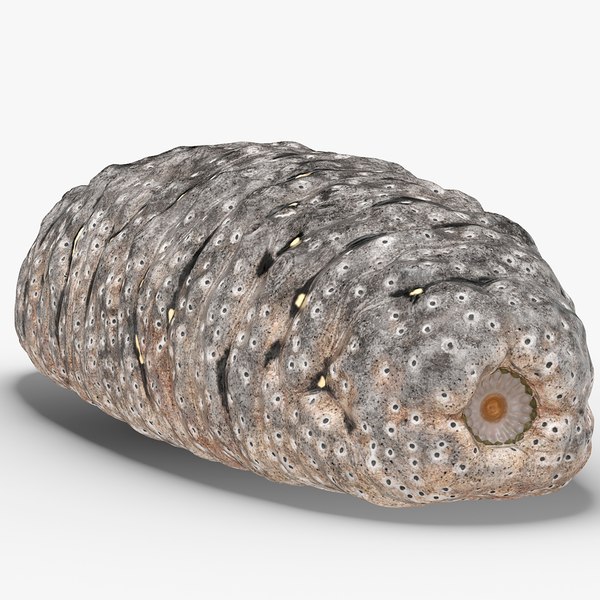 modelo 3d Trepang gris preparado para Maya - TurboSquid 2350813