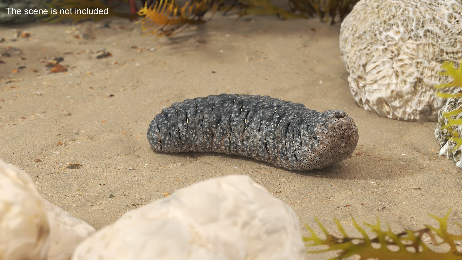 Trepang Gray Rigged For Maya 3D Model - TurboSquid 2350813