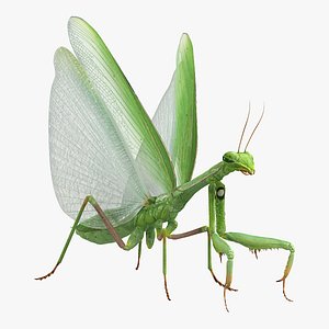 European Mantis