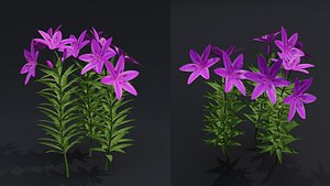 Lilium Lily Plant 3D