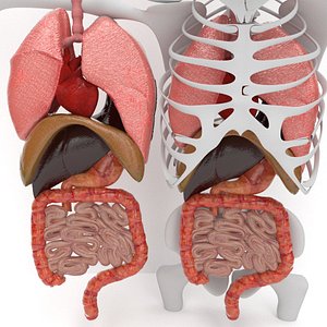 human internal organs 3d model