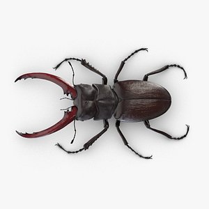 stag beetle lucanus cervus 3D