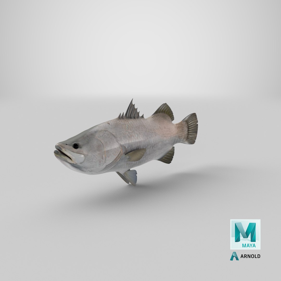 barramundi lates calcarifer fish 3D model https://p.turbosquid.com/ts-thumb/V5/6dgIku/0W/stemcell_maya_arnold_render/png/1648453464/1920x1080/fit_q87/40e42f1c8b67ffd3fd17af448f3129be518fefad/stemcell_maya_arnold_render.jpg