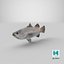 Barramundi or Lates Calcarifer Fish 3D Model