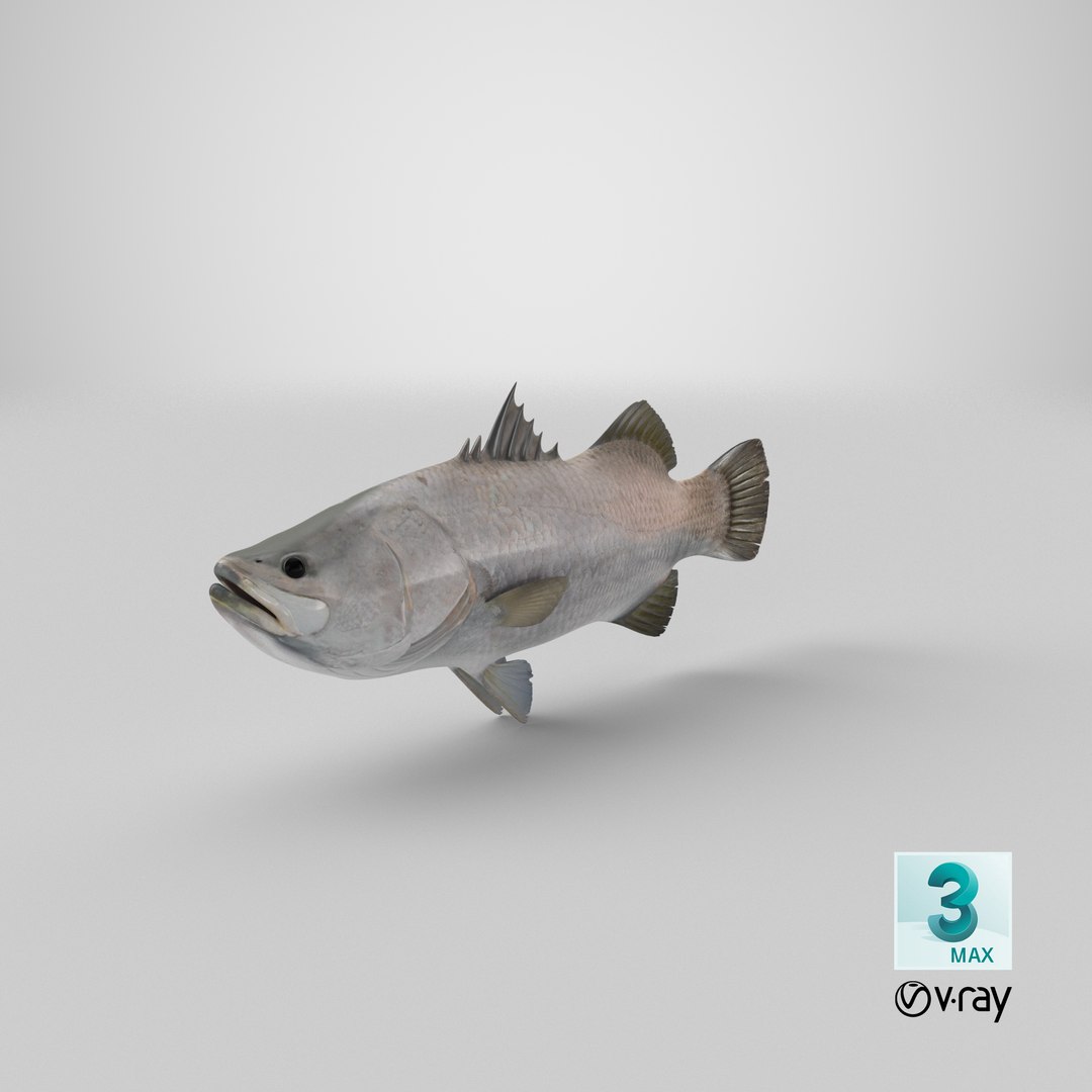 barramundi lates calcarifer fish 3D model https://p.turbosquid.com/ts-thumb/V5/6dgIku/Bm/stemcell_max_vray_render/png/1648453463/1920x1080/fit_q87/f31867940373ceca3a250b340522a48f718185c1/stemcell_max_vray_render.jpg