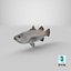 Barramundi or Lates Calcarifer Fish 3D Model