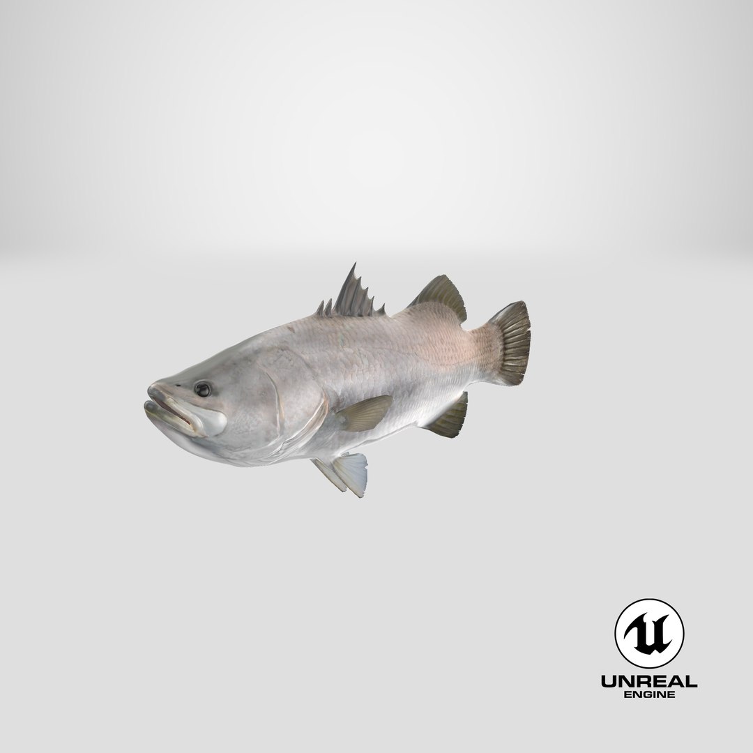 barramundi lates calcarifer fish 3D model https://p.turbosquid.com/ts-thumb/V5/6dgIku/H8/stemcell_unreal_render/png/1648453458/1920x1080/fit_q87/722a794dc7b81398f7878bf9431db5279a2f369a/stemcell_unreal_render.jpg
