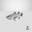 Barramundi or Lates Calcarifer Fish 3D Model