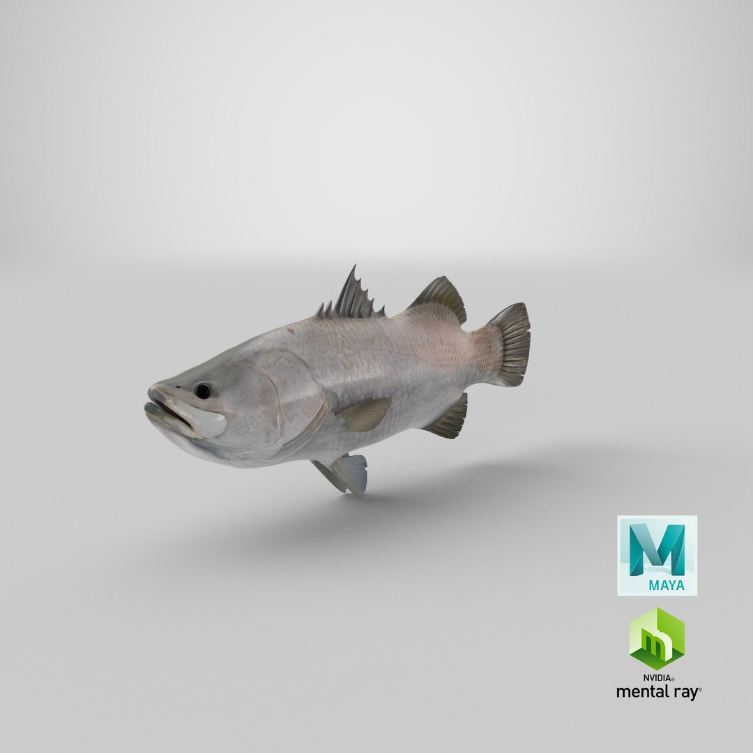 barramundi lates calcarifer fish 3D model https://p.turbosquid.com/ts-thumb/V5/6dgIku/KW/stemcell_maya_mental_ray_render/png/1648453466/1920x1080/fit_q87/0cabaf73cd76c1fcc09217d51eb31fe1eb6813bb/stemcell_maya_mental_ray_render.jpg