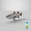 Barramundi or Lates Calcarifer Fish 3D Model