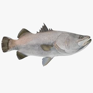 barramundi lates calcarifer fish 3D model